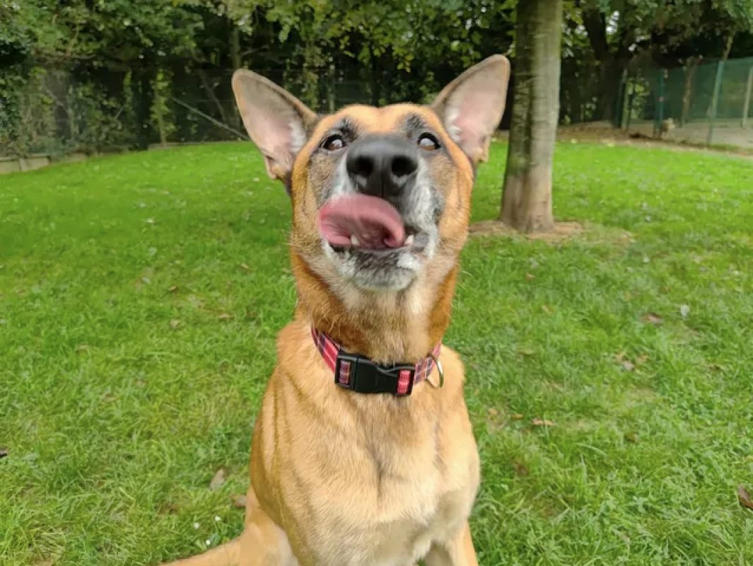 Packo - Chien Berger Belge Malinois à adopter - photo 4