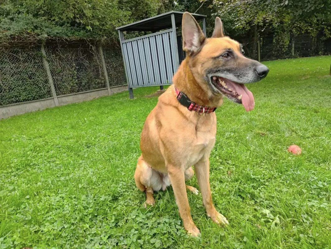 Packo - Chien Berger Belge Malinois à adopter - photo 5