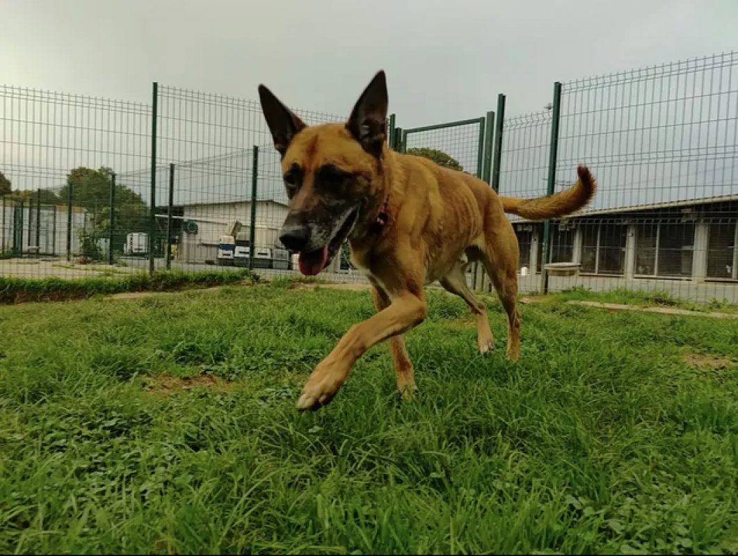 Packo - Chien Berger Belge Malinois à adopter - photo 6