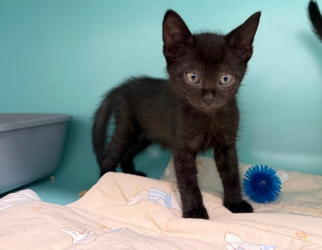 Tikha - Chat Européen à adopter