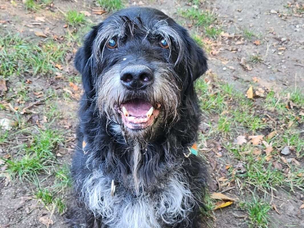 Lucky - Chien Griffon Korthals à adopter