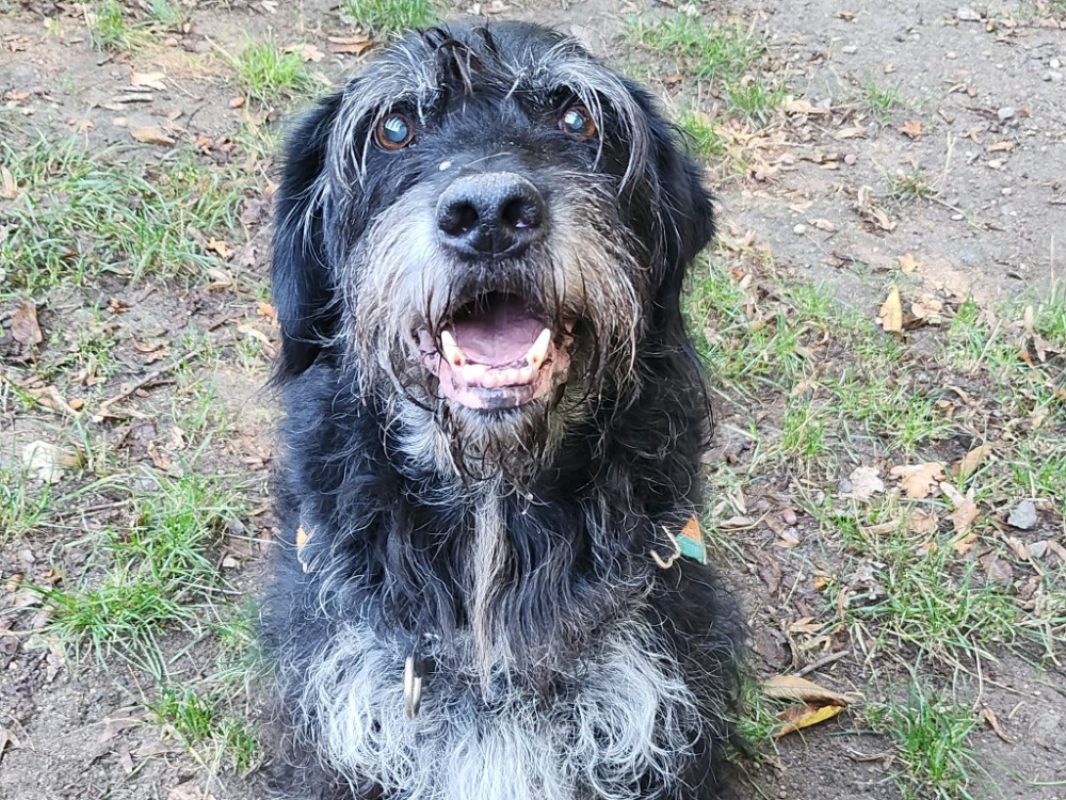 Lucky - Chien Griffon Korthals à adopter - photo 2
