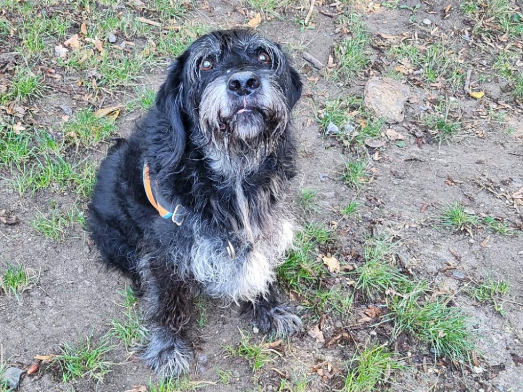Lucky - Chien Griffon Korthals à adopter - photo 3