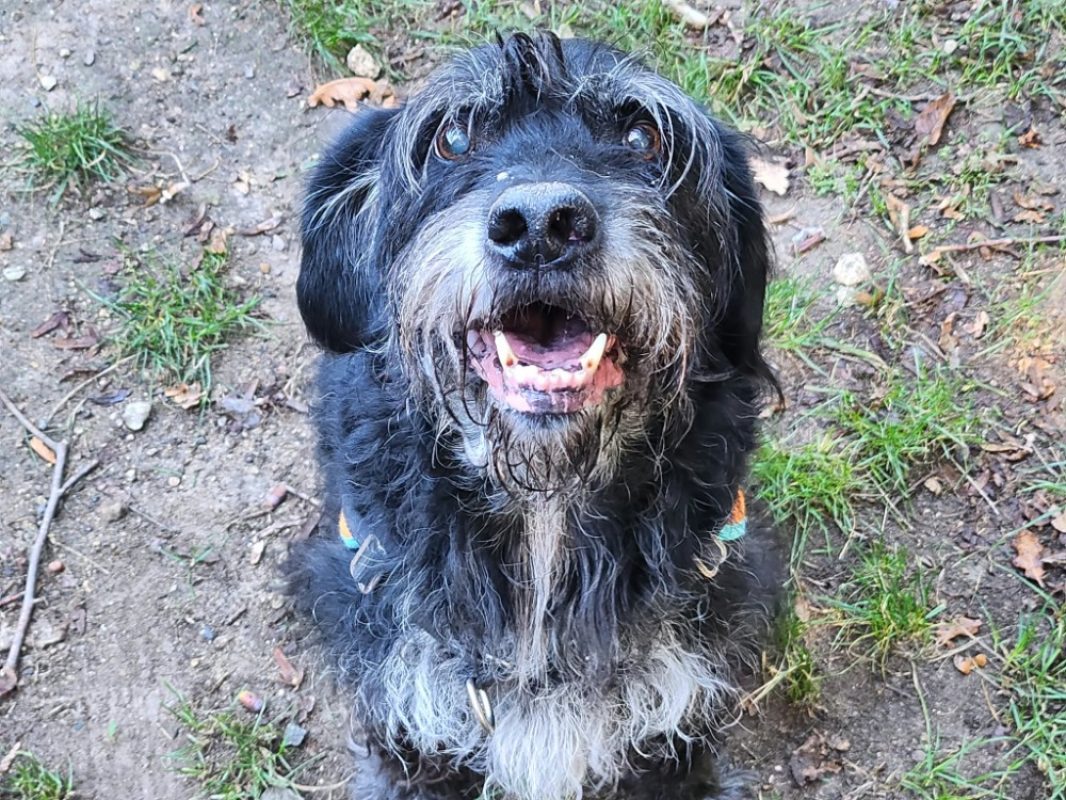 Lucky - Chien Griffon Korthals à adopter - photo 4