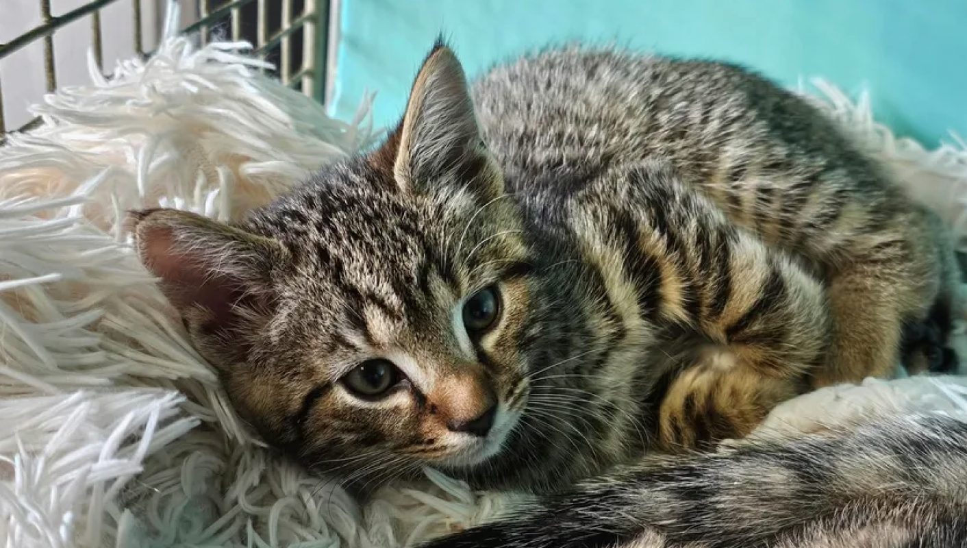 Daffy - Chat Européen à adopter