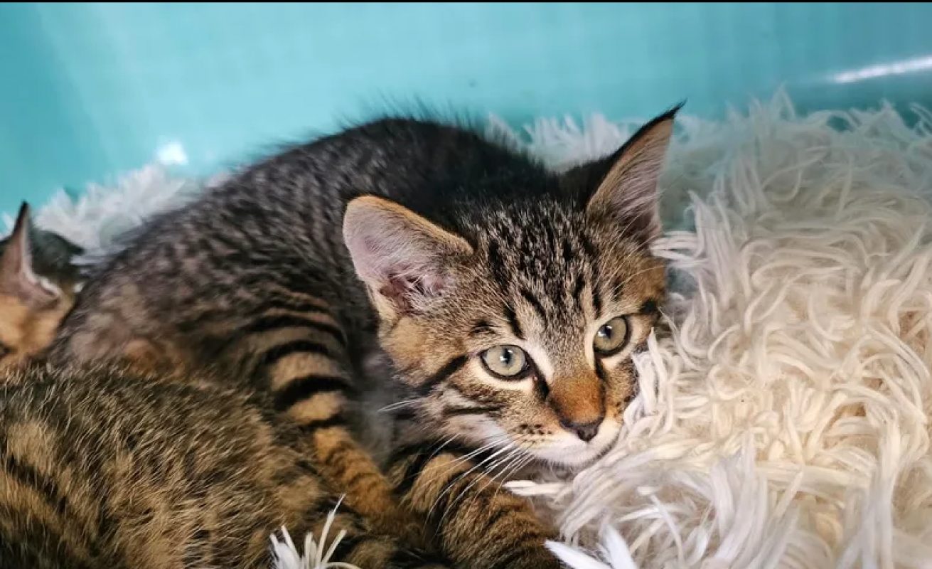 Daffy - Chat Européen à adopter - photo 2