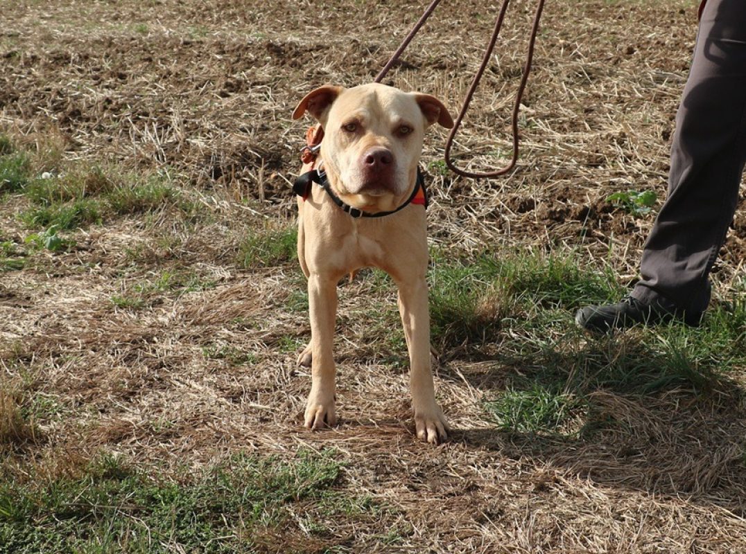 Django - Chien Bouledogue Américain à adopter