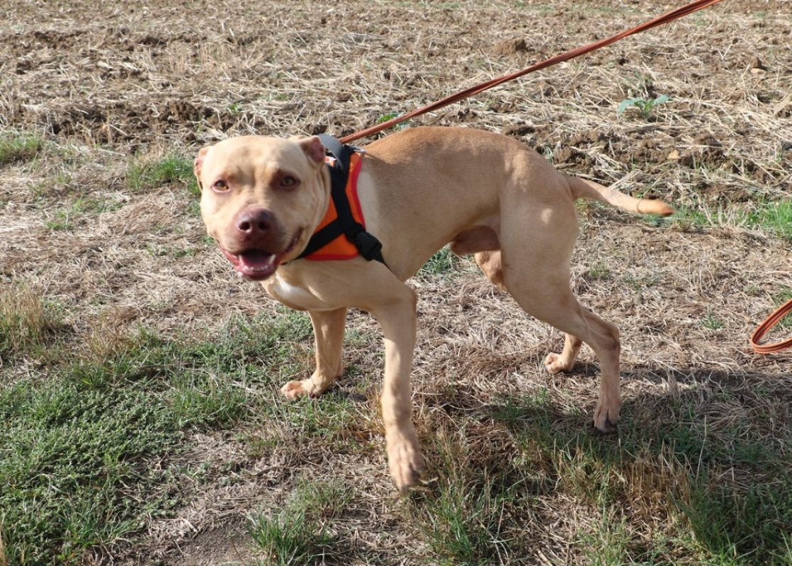 Kimbo - Chien Bouledogue Américain à adopter