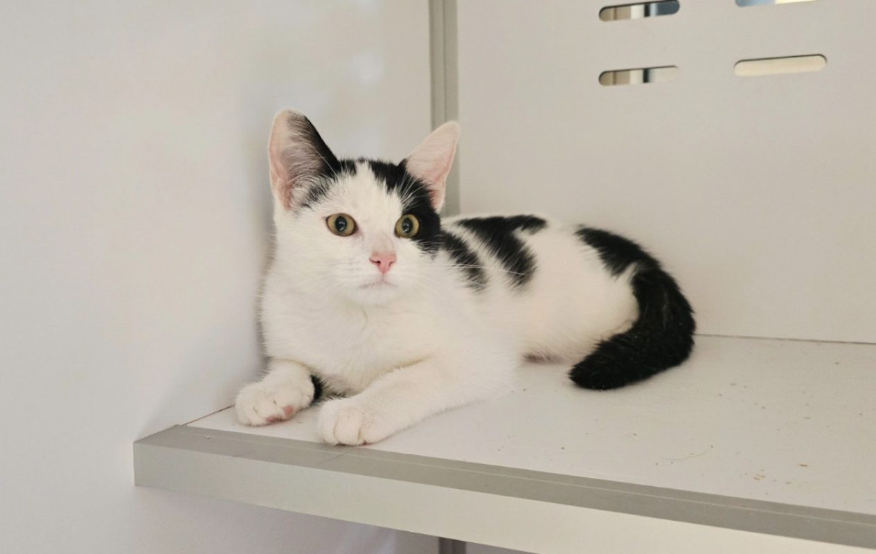 Izzy - Chat Européen à adopter