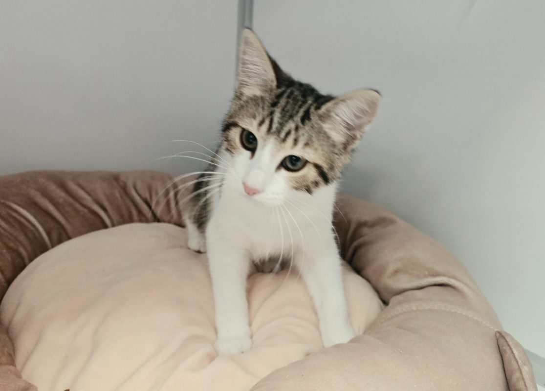 Oakley - Chat Européen à adopter