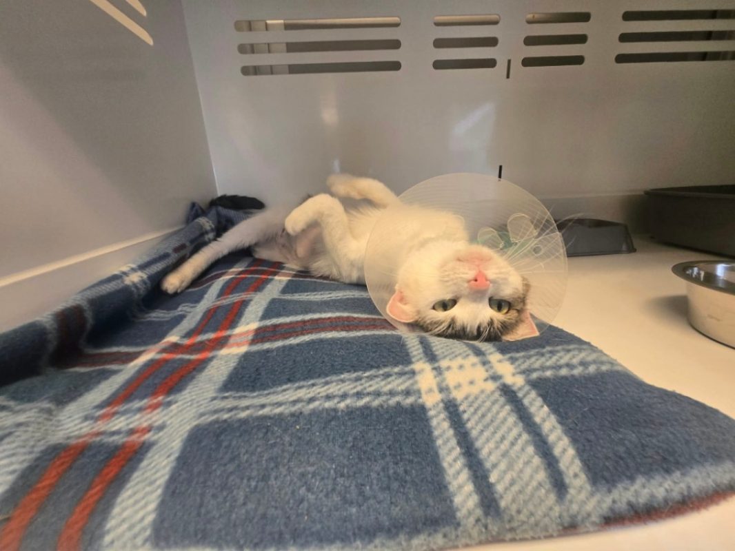 Nebula - Chat Européen à adopter