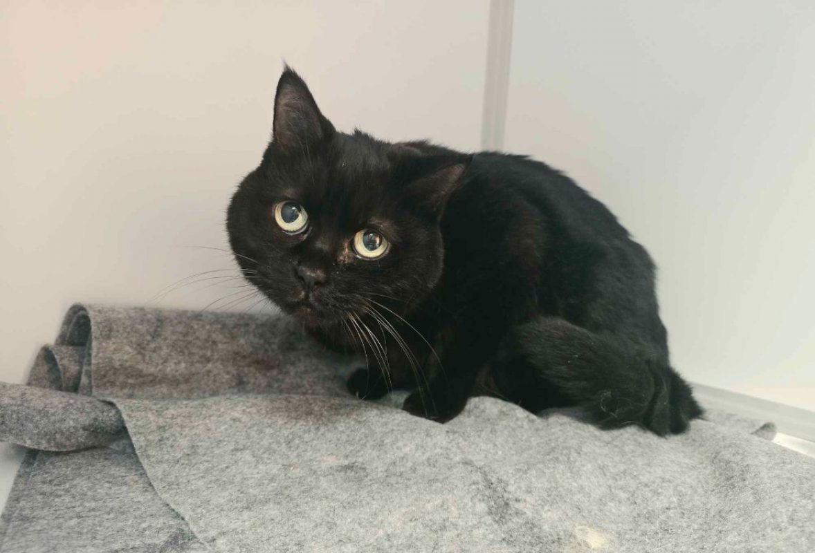 Rachel - Chat Européen à adopter