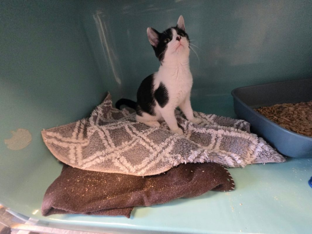 Jean - Chat Européen à adopter
