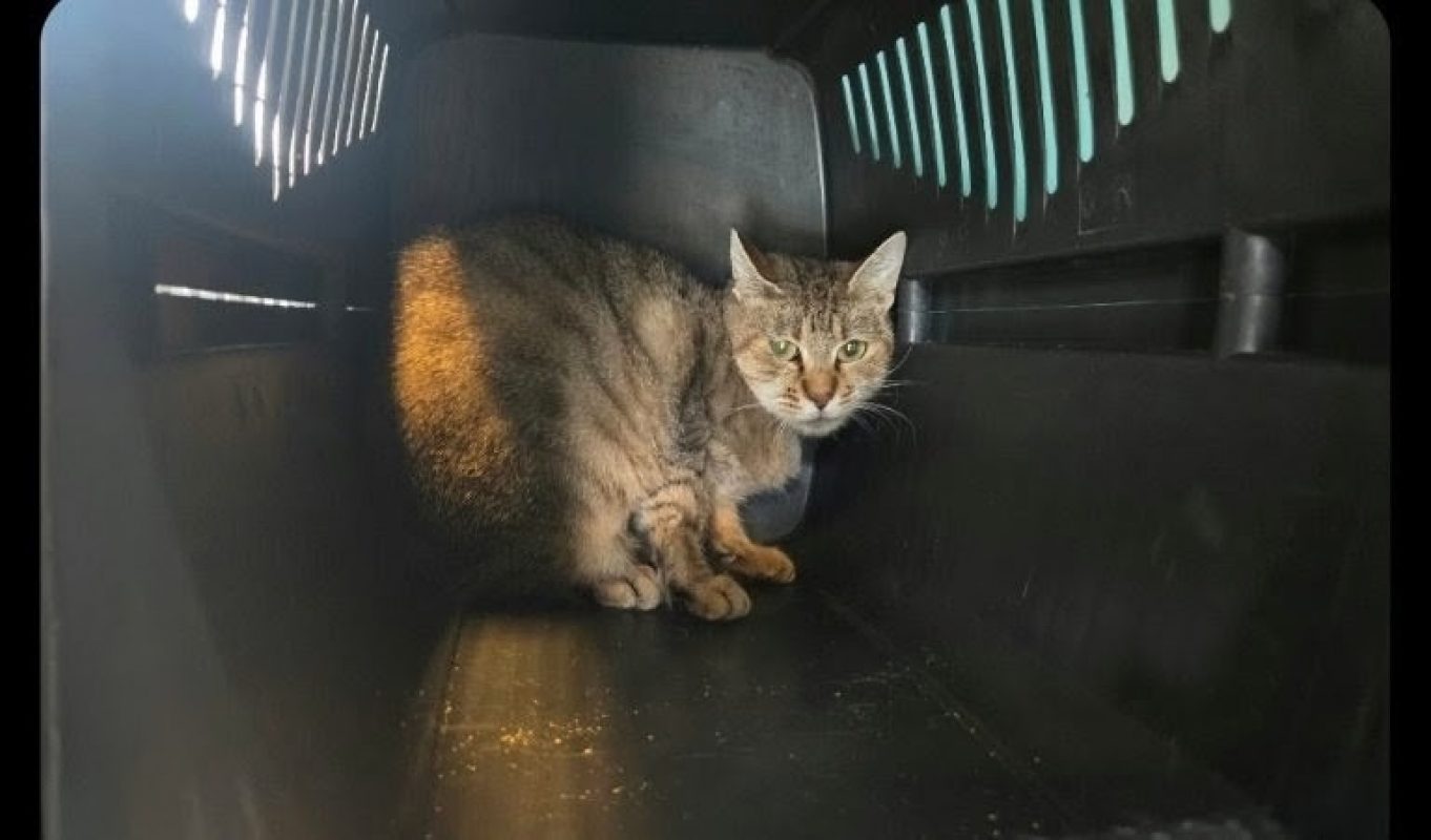 Baddy - Chat Européen à adopter