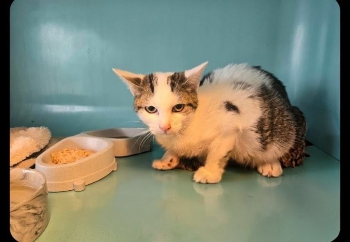 Lenny - Chat Européen à adopter