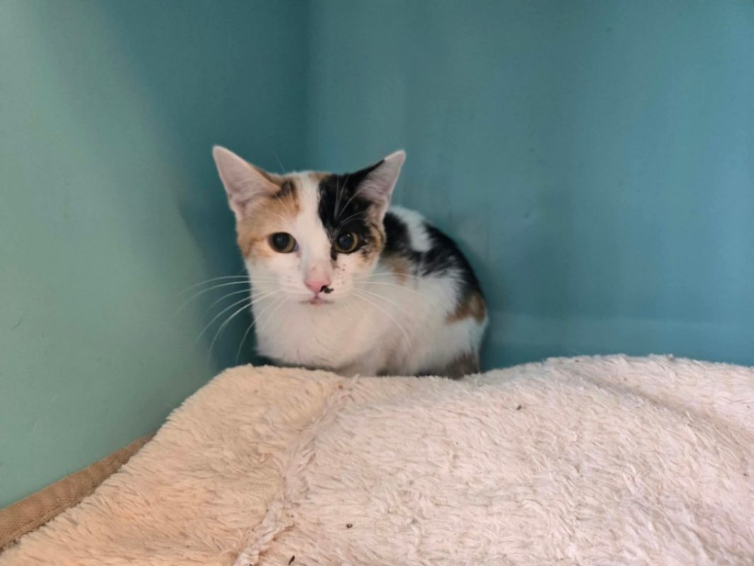 Stella - Chat Européen à adopter