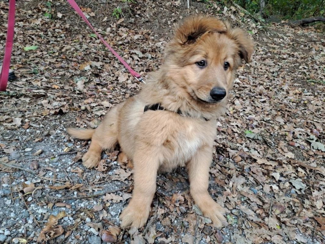 Gandja réservé - Chien à adopter