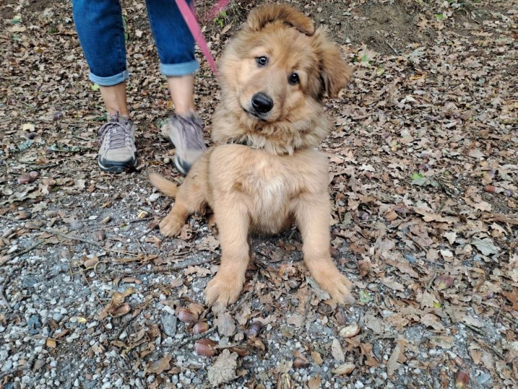Gandja réservé - Chien à adopter - photo 2