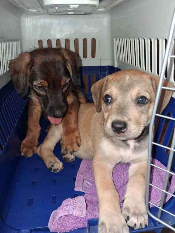 Pitchoune - Chien à adopter