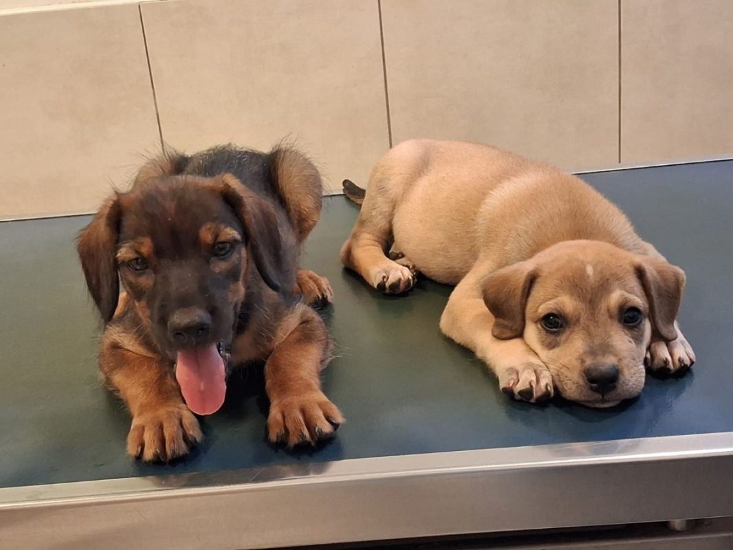 Pitchoune - Chien à adopter - photo 3