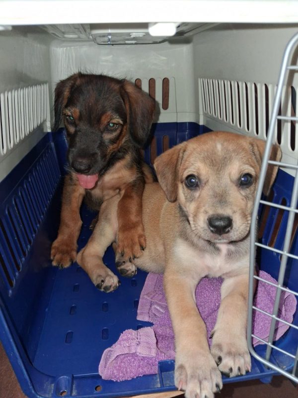 Pitchoune - Chien à adopter - photo 2