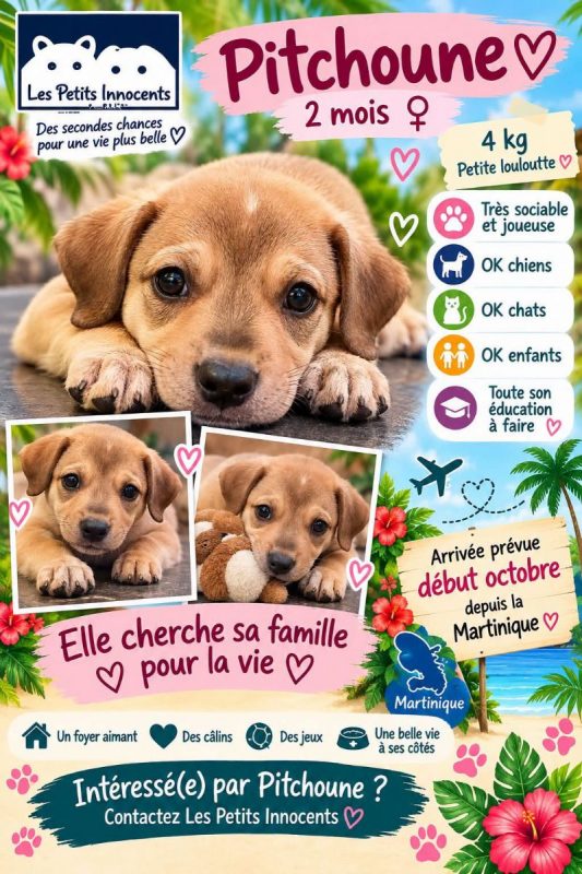Pitchoune - Chien à adopter - photo 4