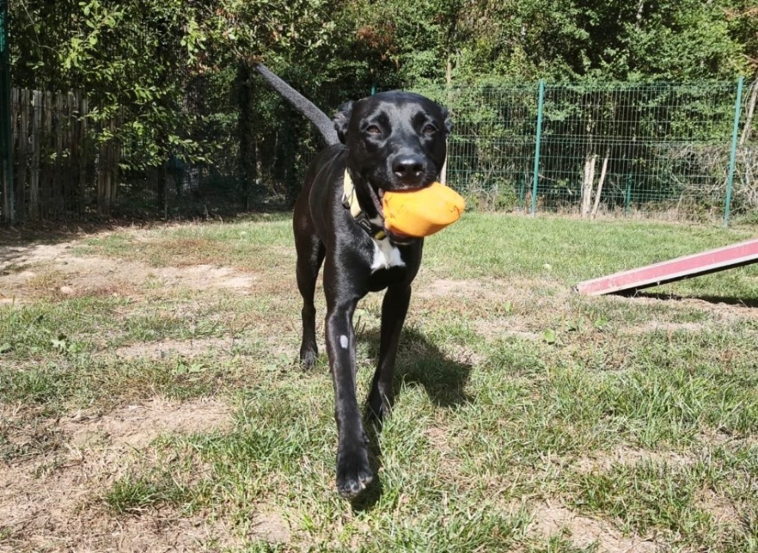 Evy - Chien à adopter