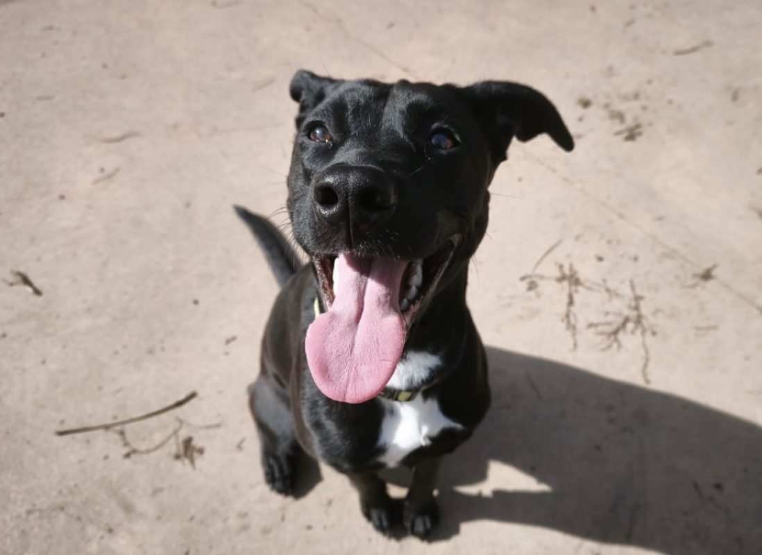 Evy - Chien à adopter - photo 2