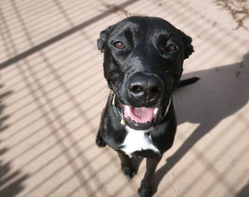 Evy - Chien à adopter - photo 3