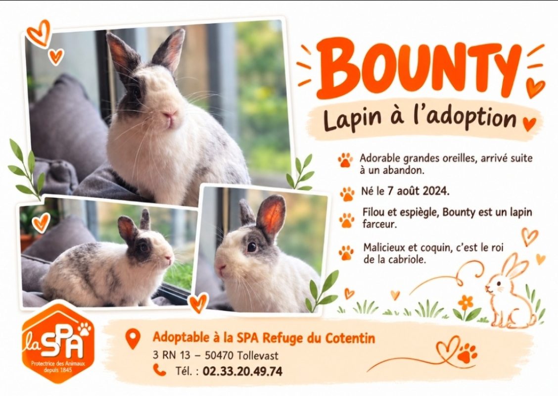Bounty - Rongeur Lapin à adopter