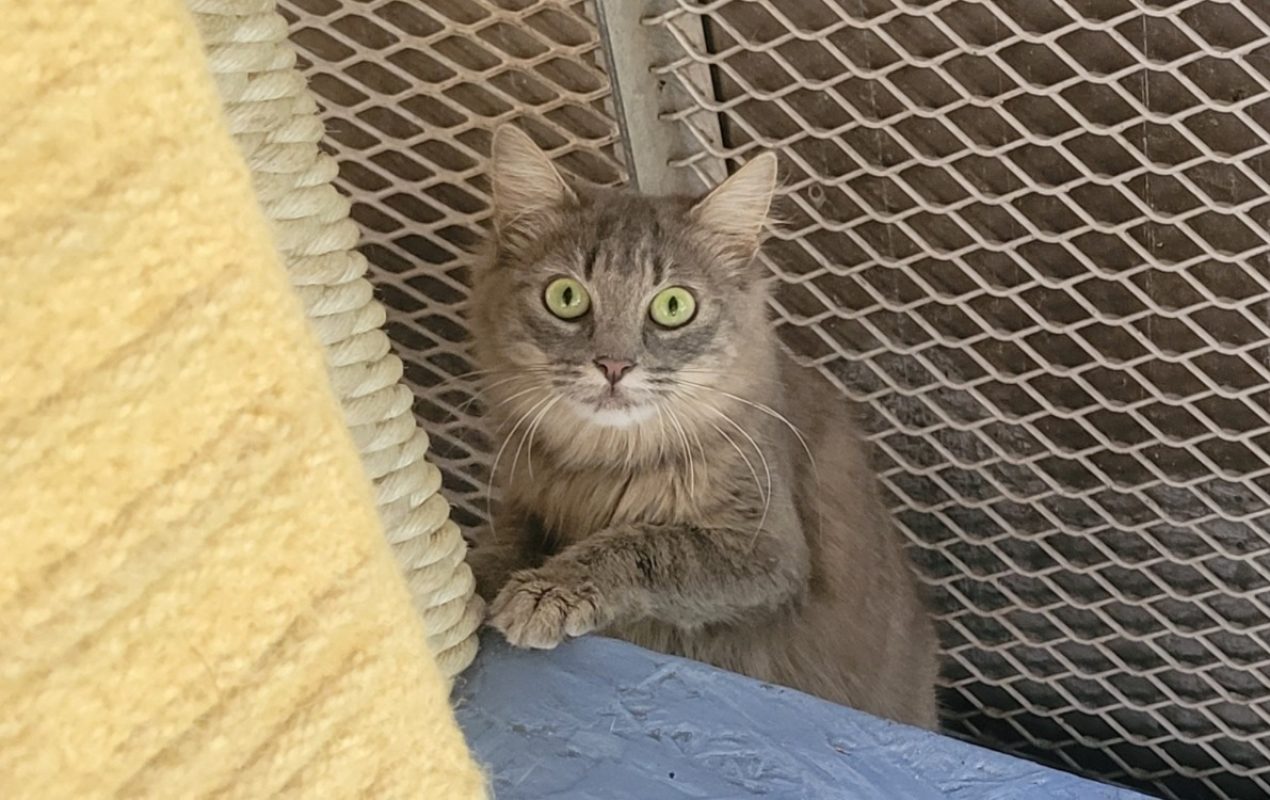 Vitaly - Chat Européen à adopter