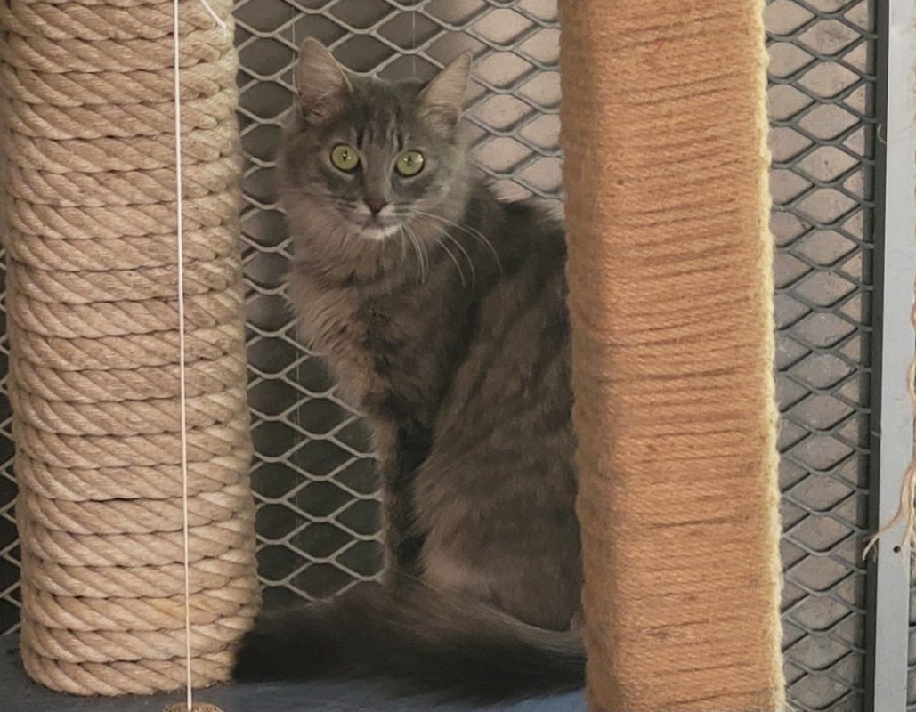 Vitaly - Chat Européen à adopter - photo 2