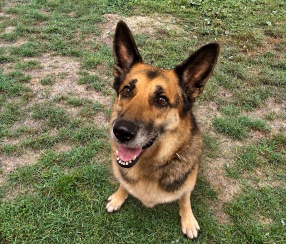 Leslie - Chien Berger Allemand à adopter