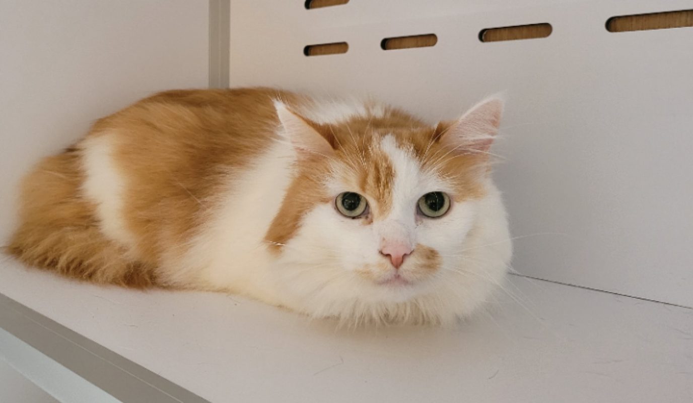 Figaro - Chat Européen à adopter