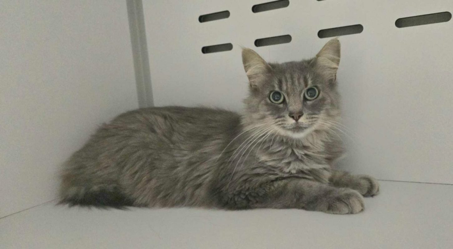 Bulle - Chat Européen à adopter