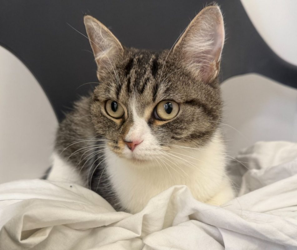Zina - Chat Européen à adopter