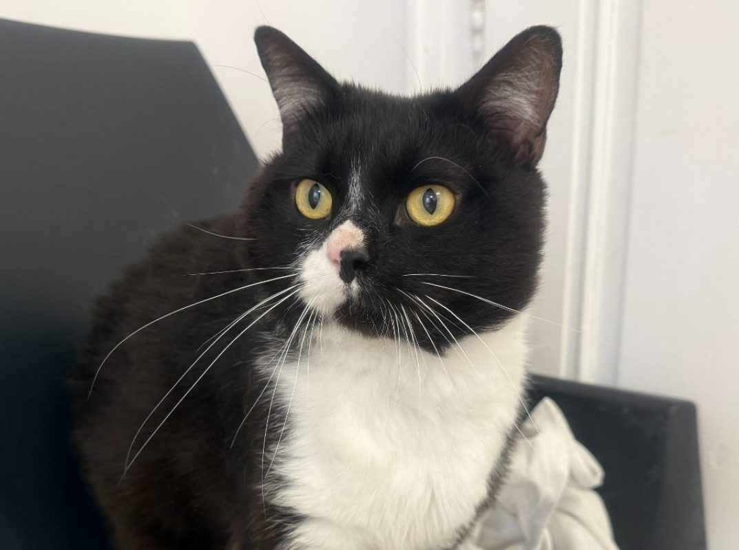 Zoran - Chat Européen à adopter