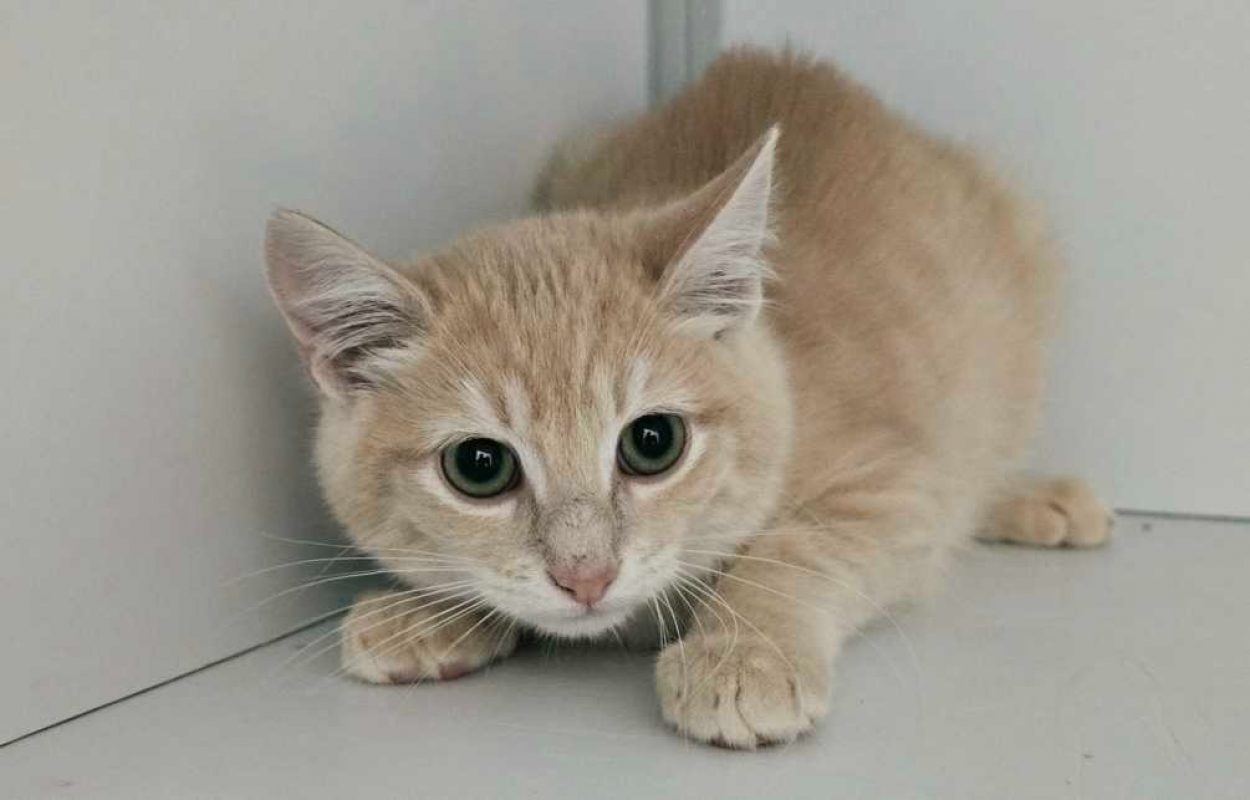 Vinny - Chat Européen à adopter
