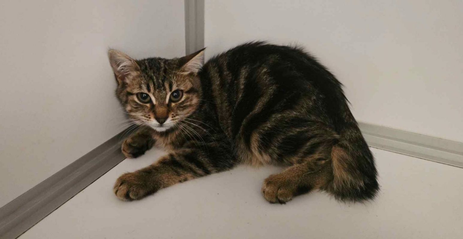 Whoopy - Chat Européen à adopter