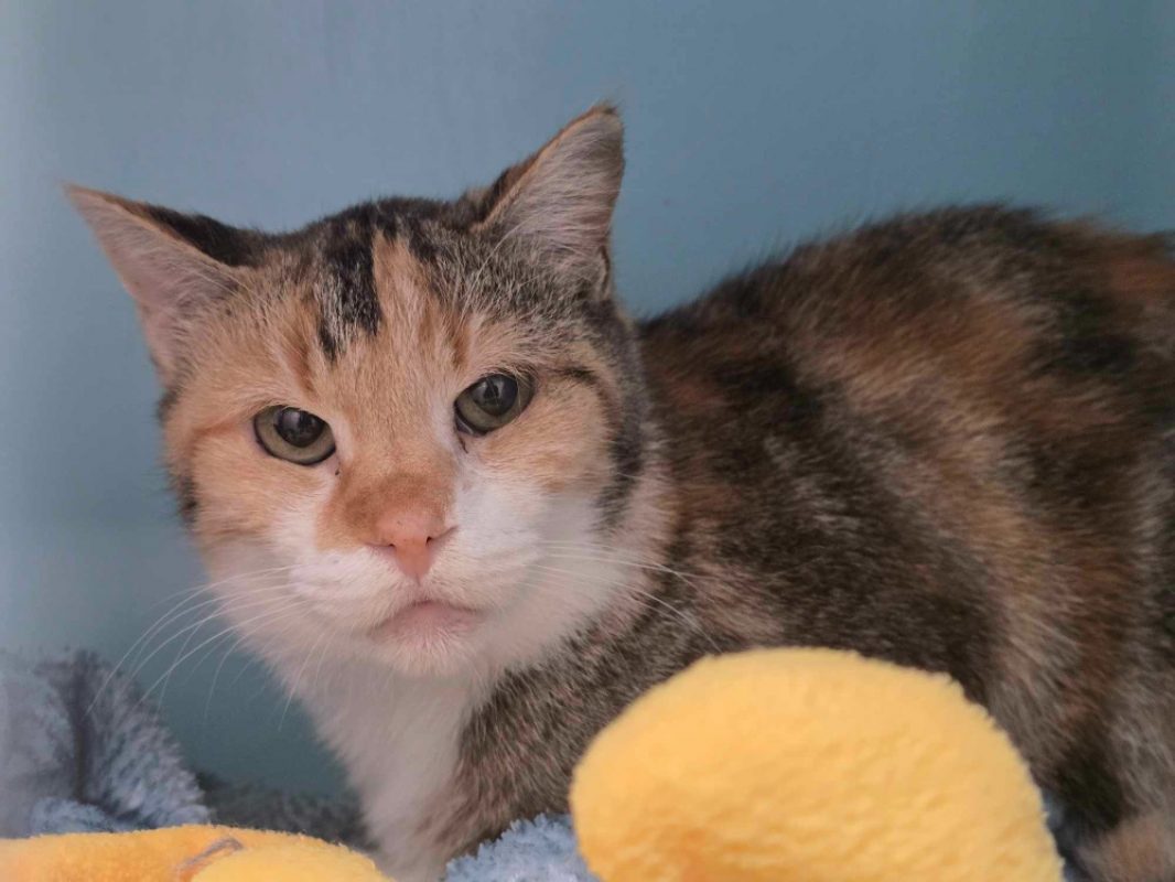 Madeleine - Chat Européen à adopter