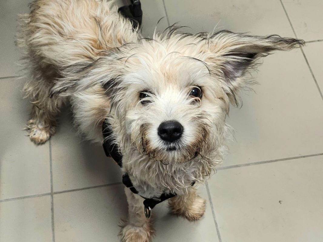 Lisa - Chien à adopter
