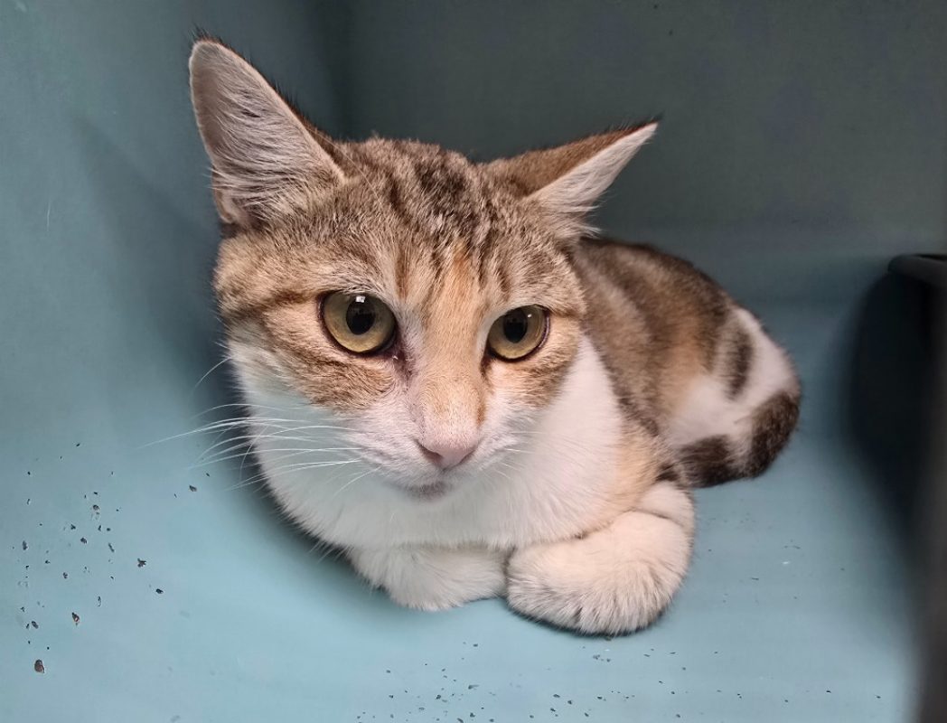 Cathy - Chat Européen à adopter