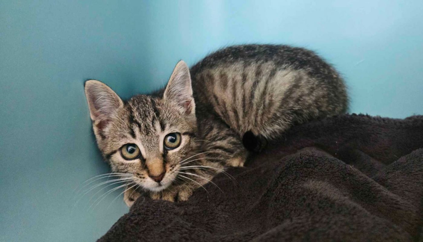 Petit bouchon - Chat Européen à adopter