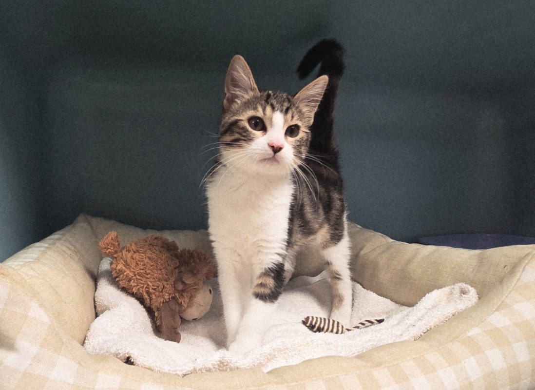 Cleo - Chat Européen à adopter