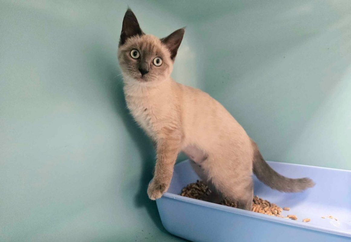 Beauty - Chat Européen à adopter