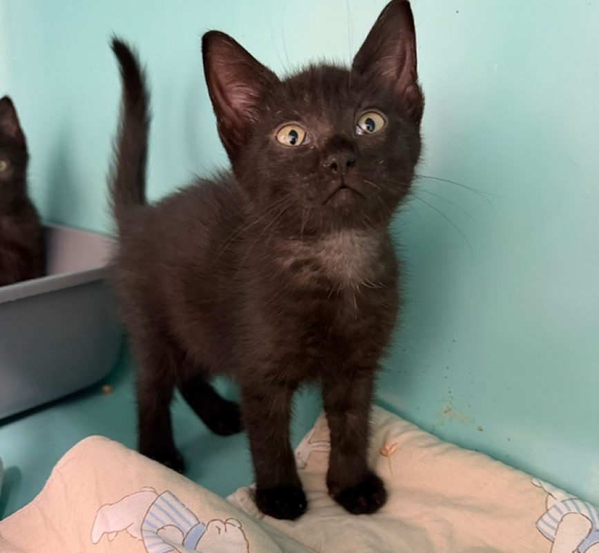 Chiken - Chat Européen à adopter