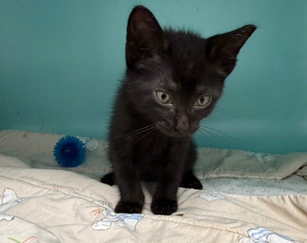 Chiken - Chat Européen à adopter - photo 2
