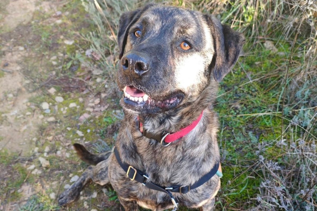 Shiro - Chien à adopter