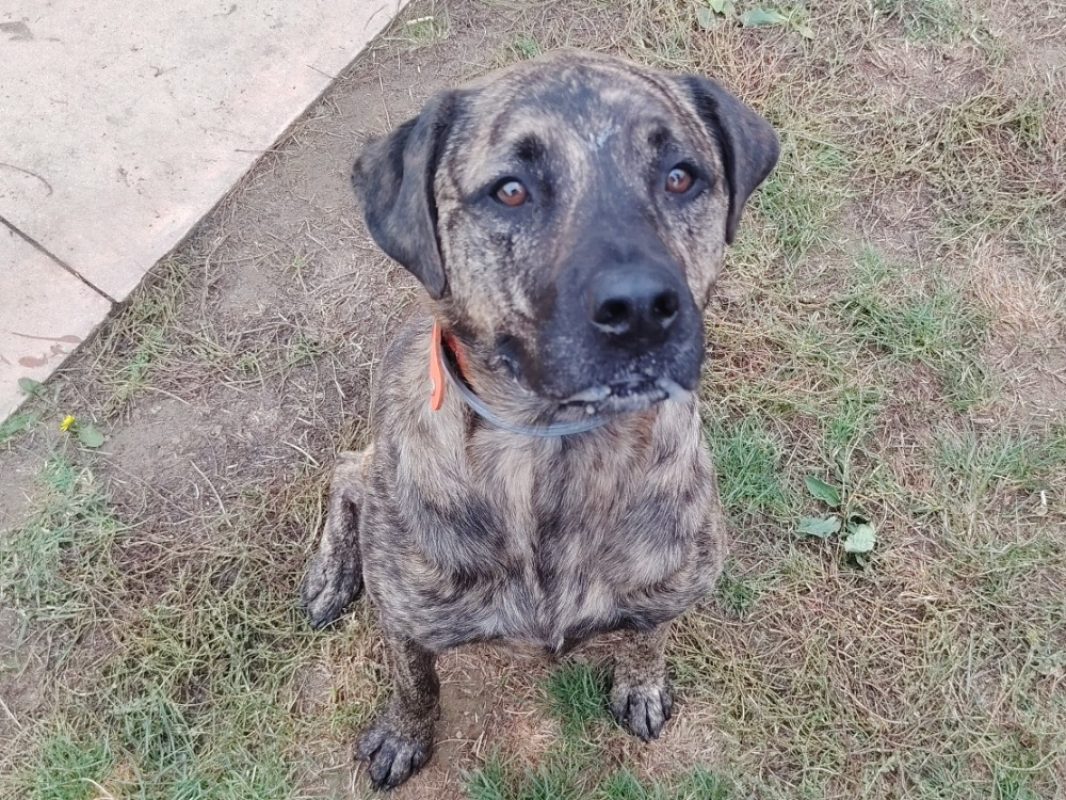 Shiro - Chien à adopter - photo 2