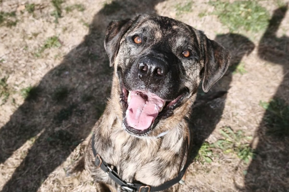 Shiro - Chien à adopter - photo 3